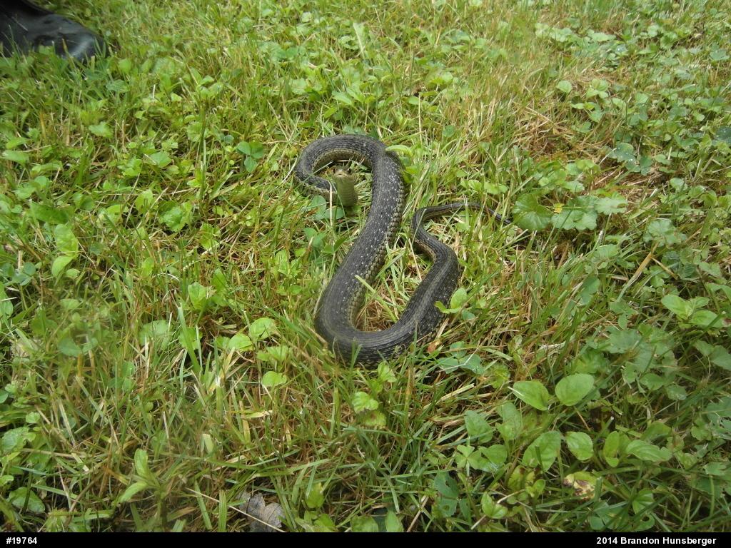 Eastern Gartersnake
