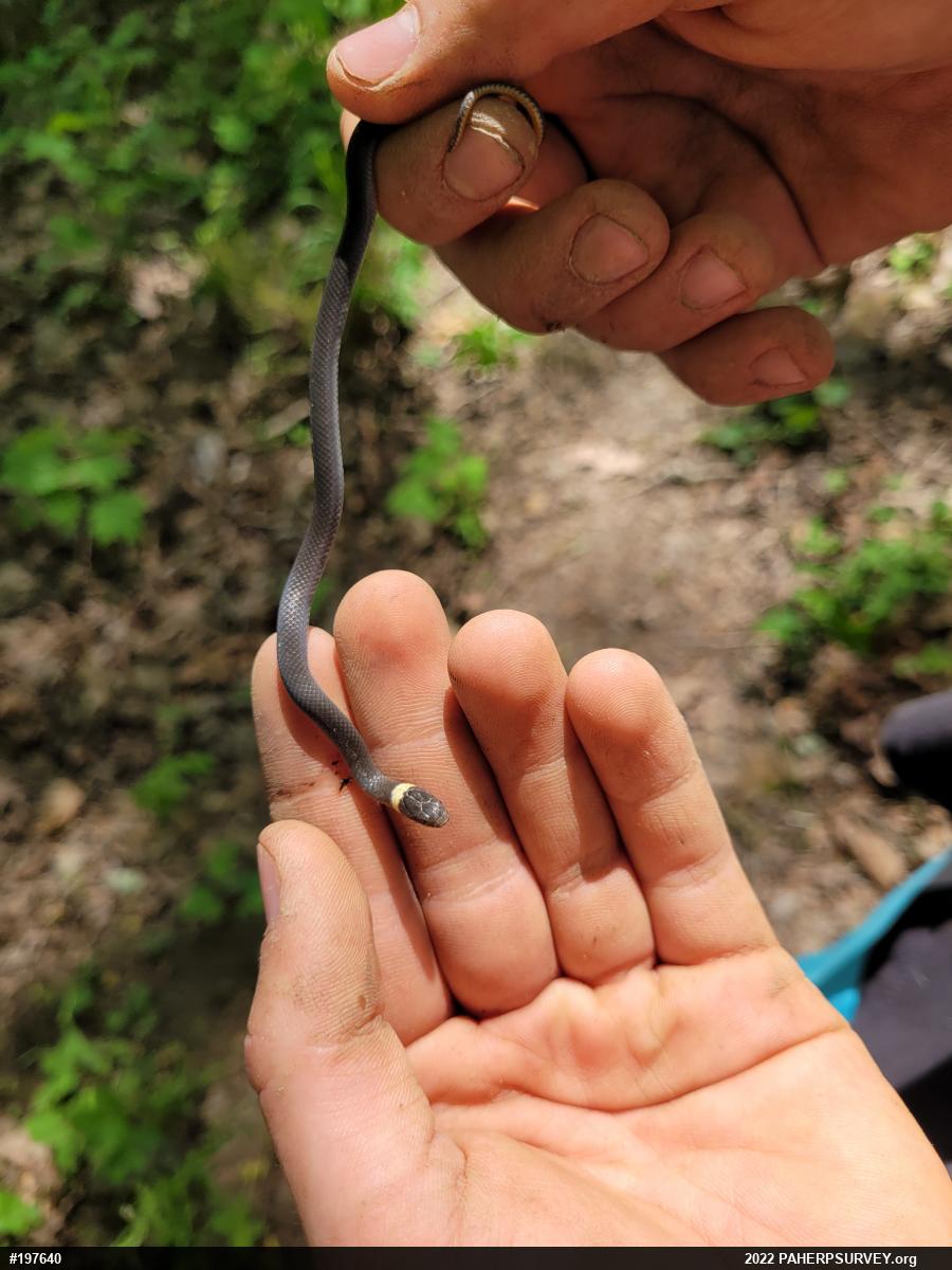 Northern Ring-necked Snake