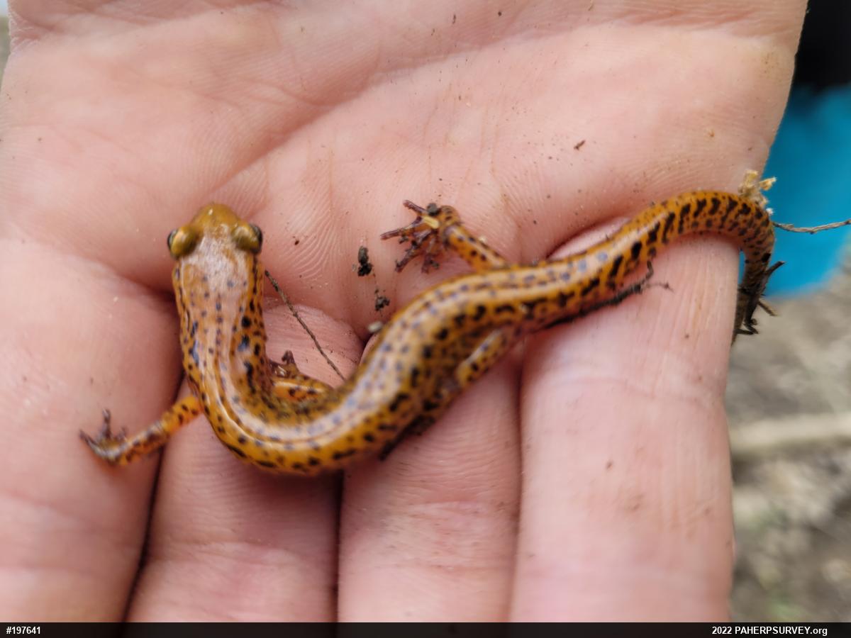 Eastern Long-tailed Salamander