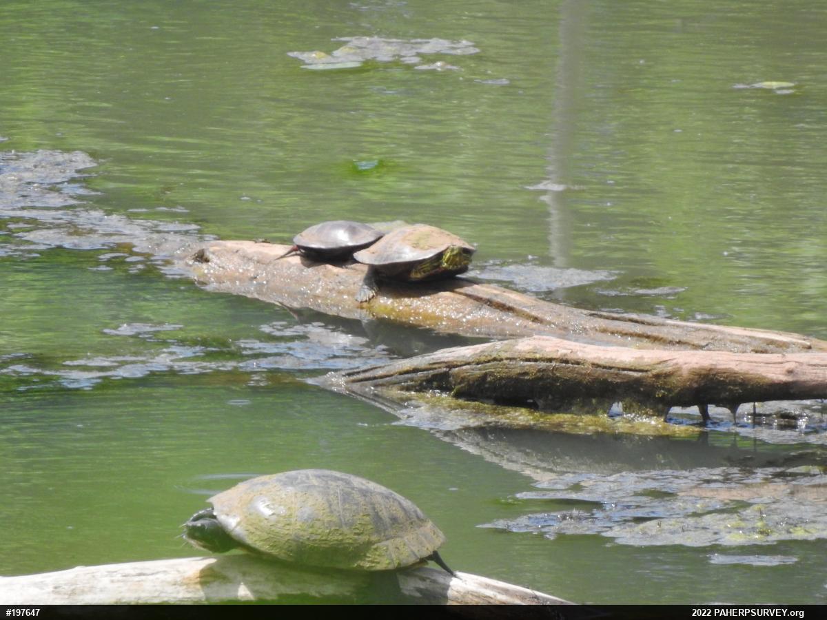 Red-eared Slider