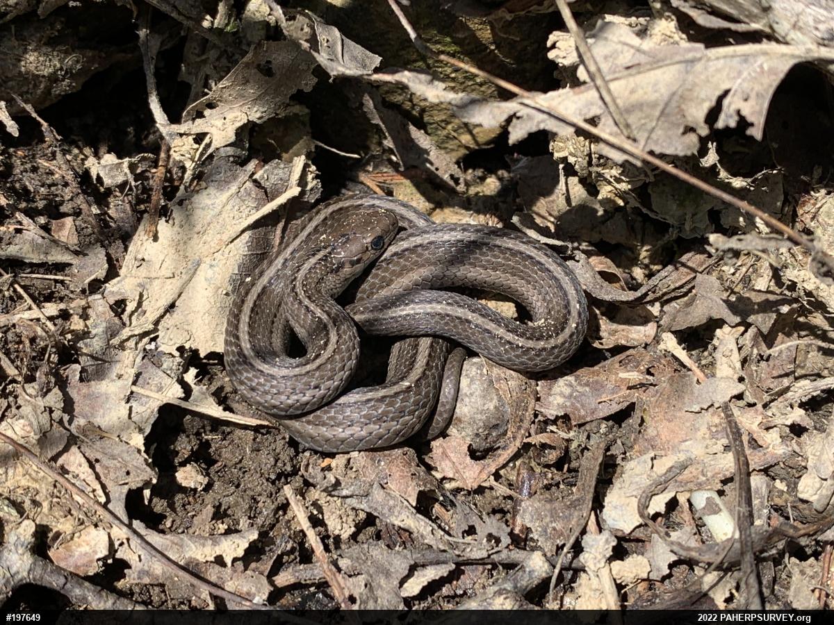 Shorthead Gartersnake