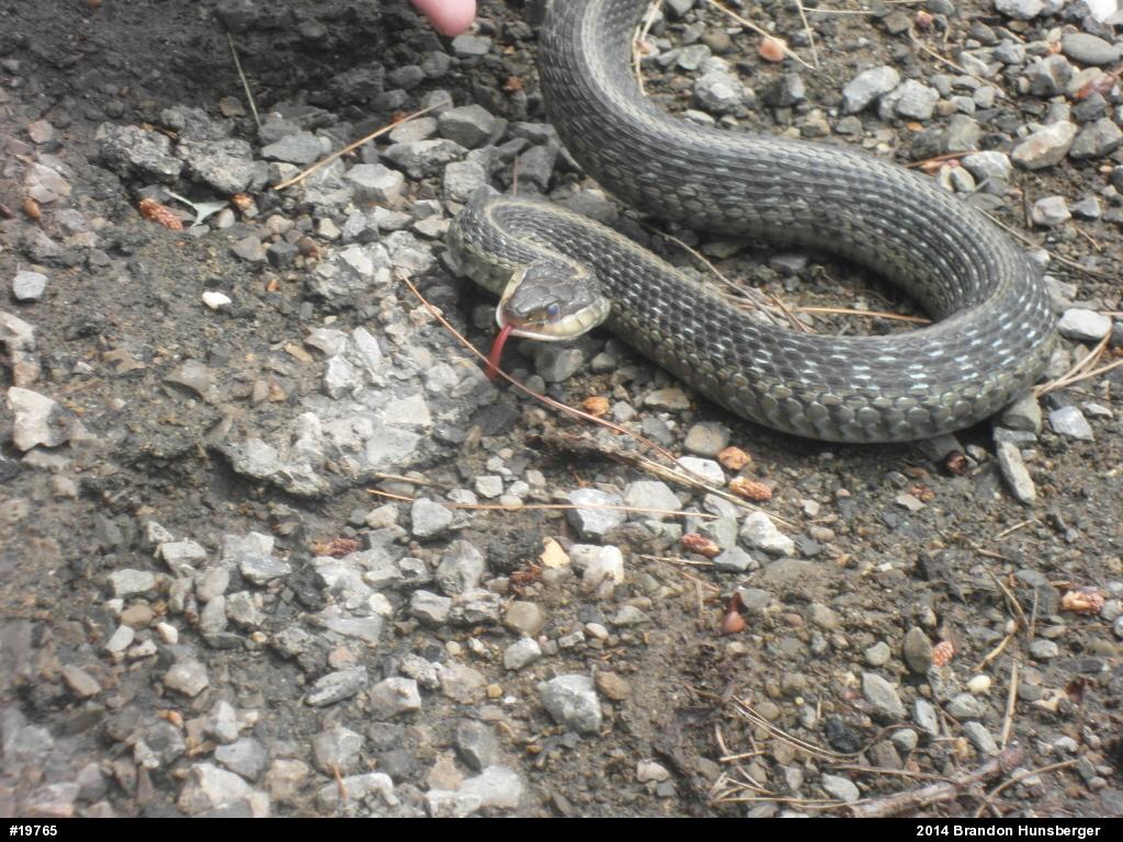 Eastern Gartersnake