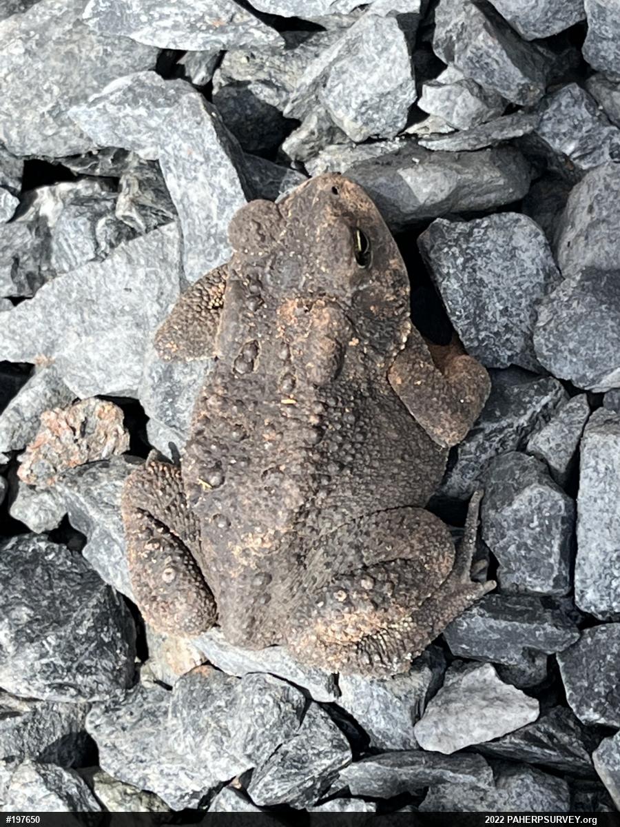 Eastern American Toad