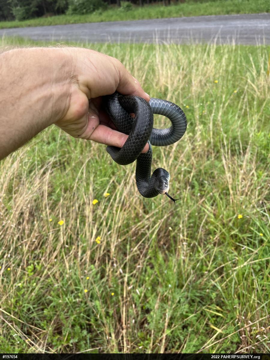 Northern Black Racer