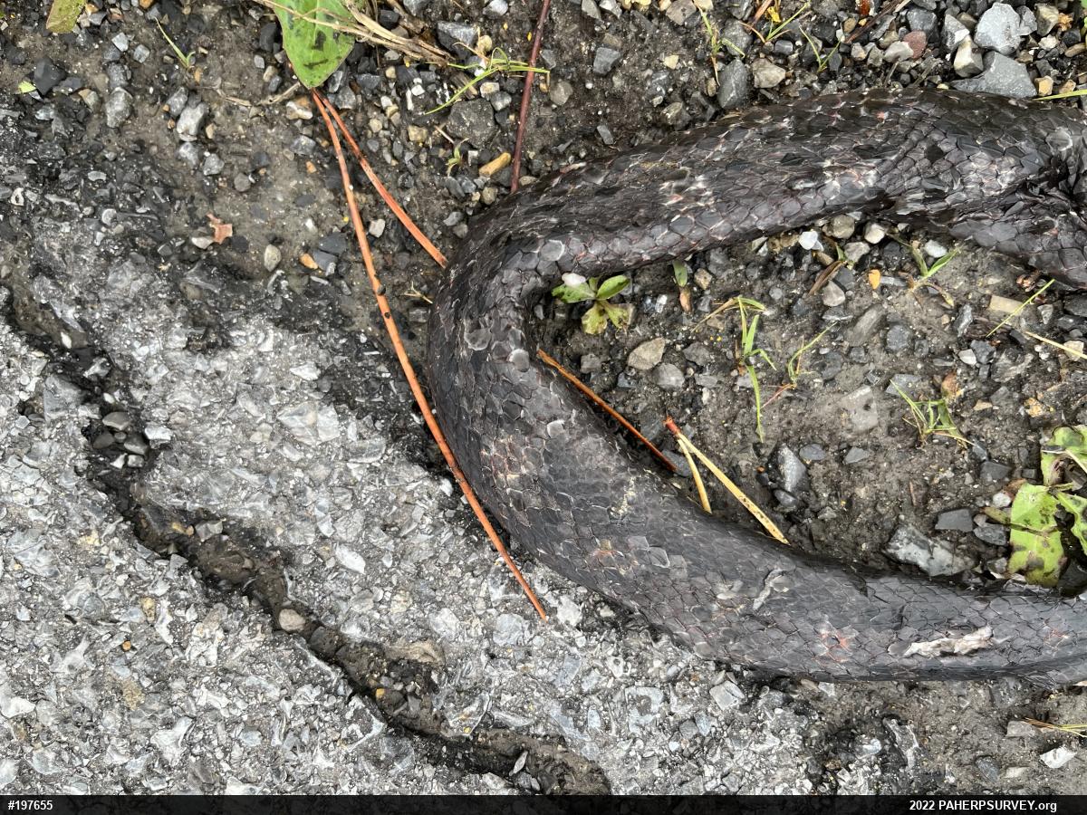 Eastern Ratsnake