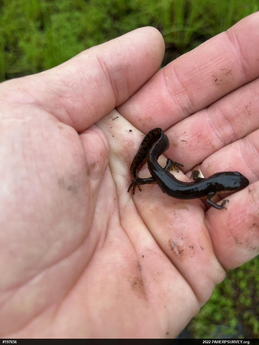 Red-spotted Newt