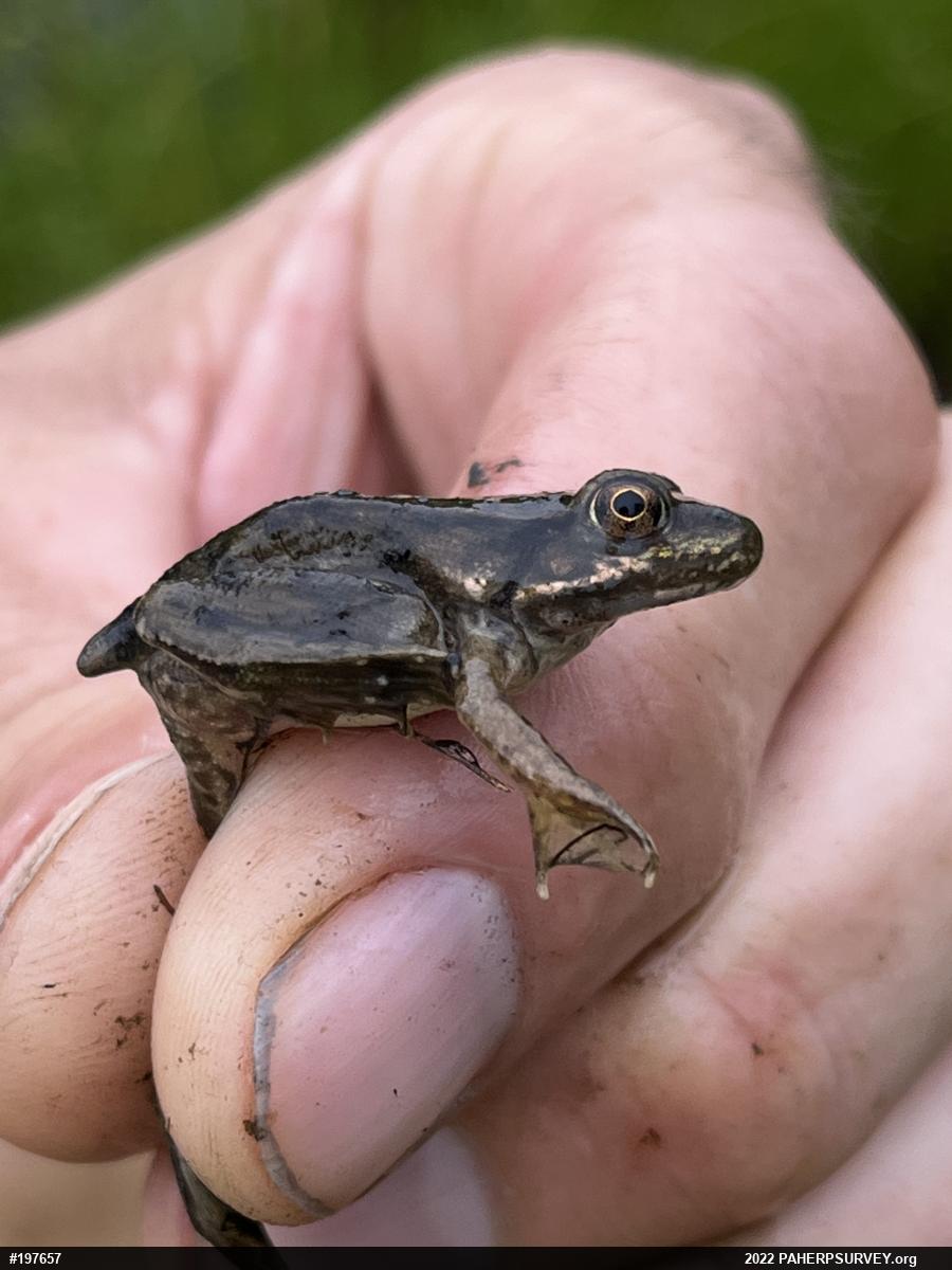 Green Frog