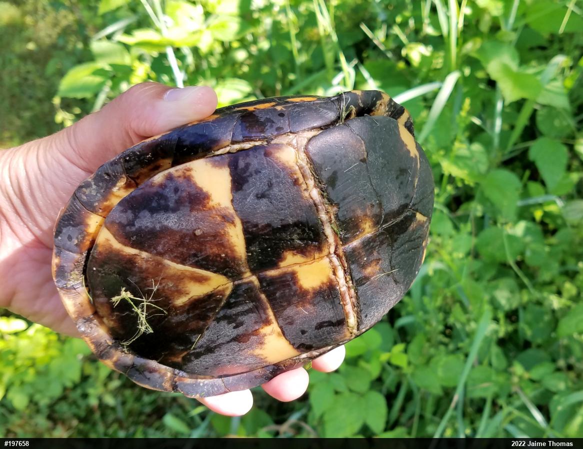 Eastern Box Turtle