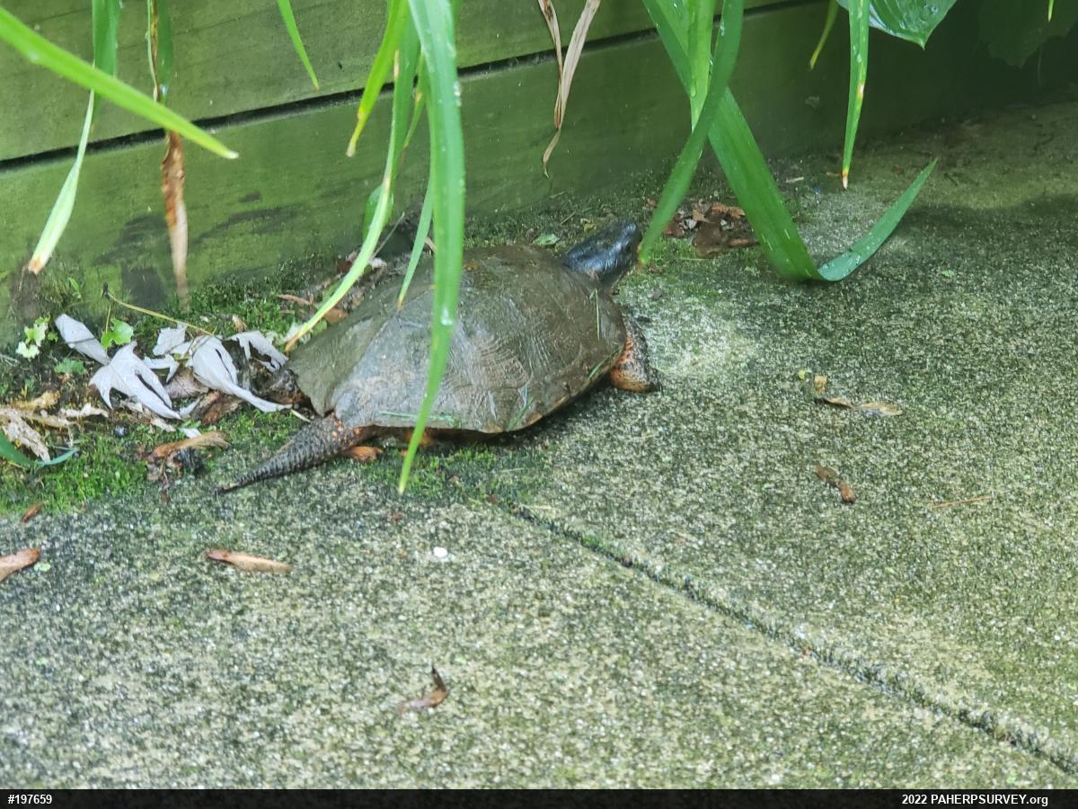 Wood Turtle