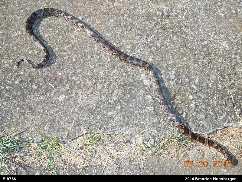 Eastern Milksnake