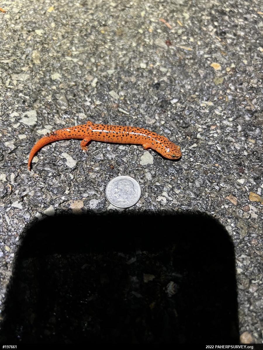 Northern Red Salamander