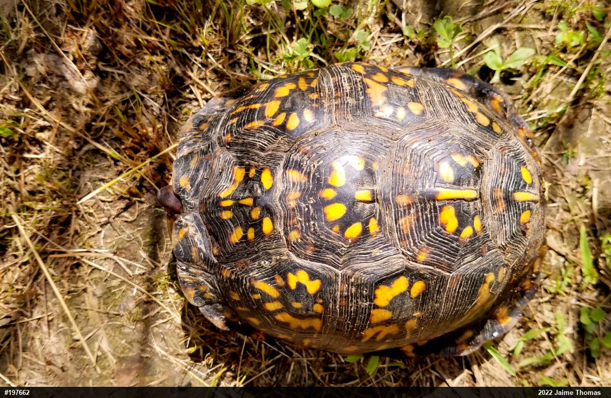 Eastern Box Turtle