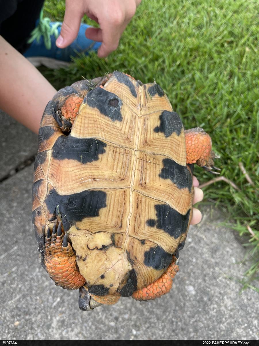 Wood Turtle