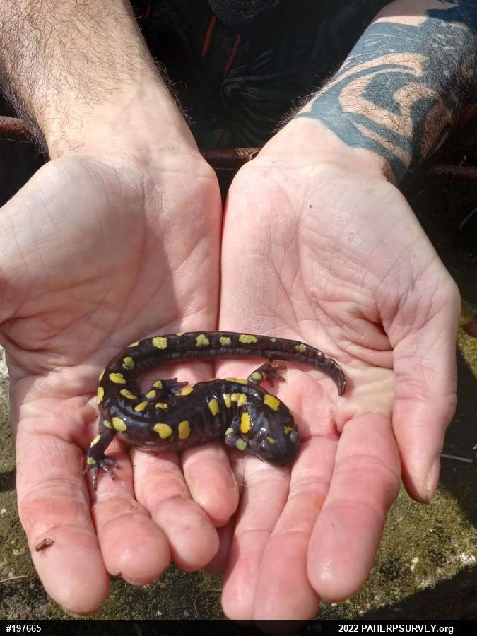 Spotted Salamander