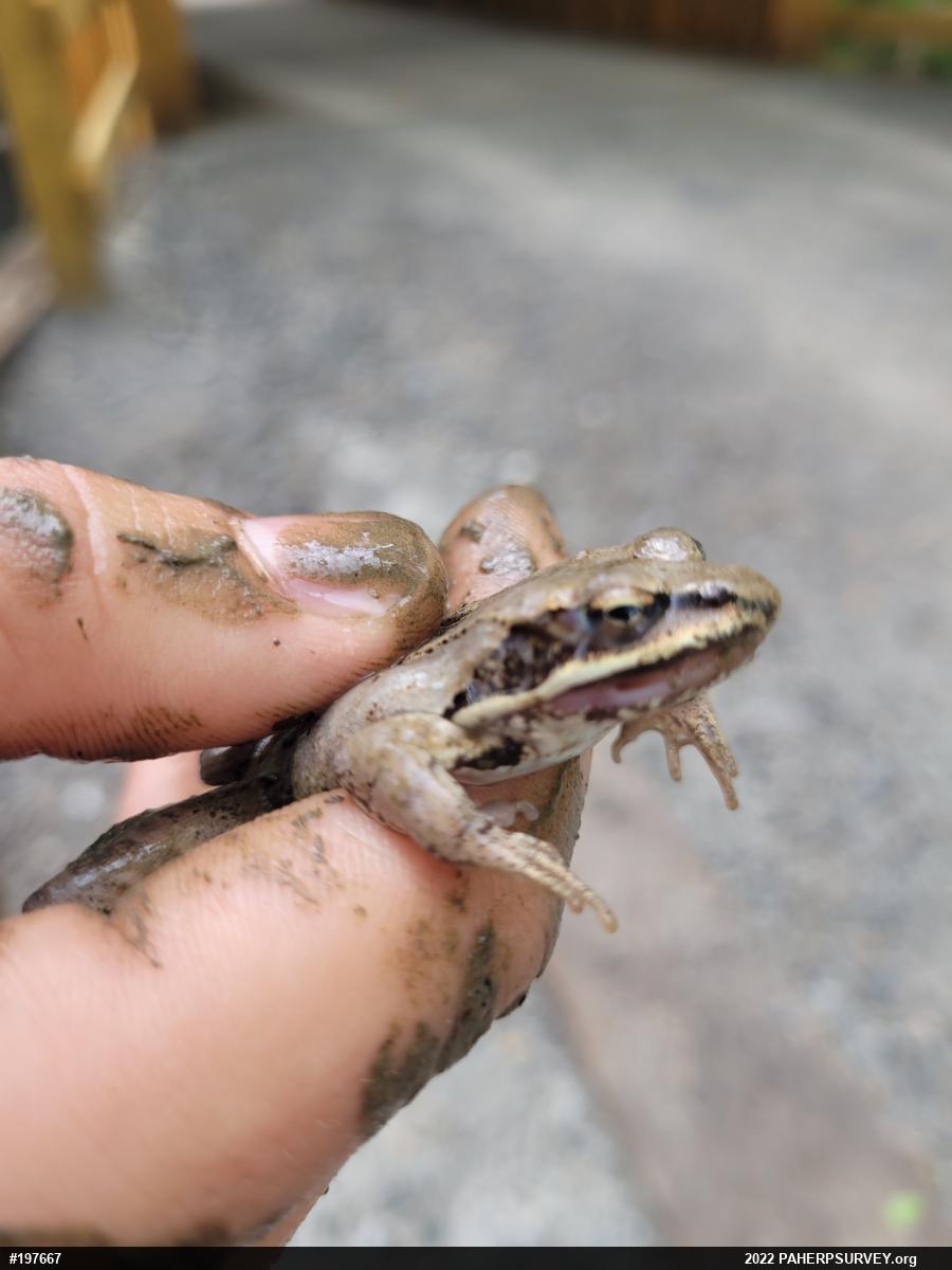 Wood Frog