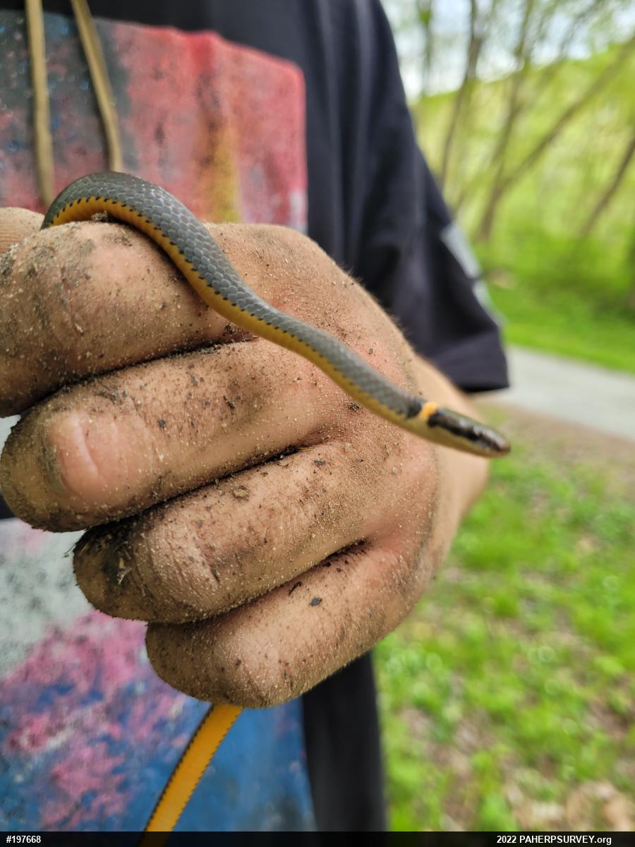 Northern Ring-necked Snake