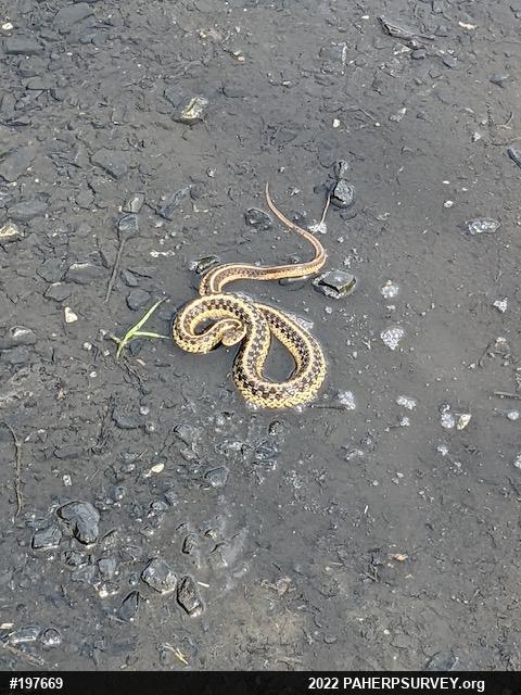 Eastern Gartersnake