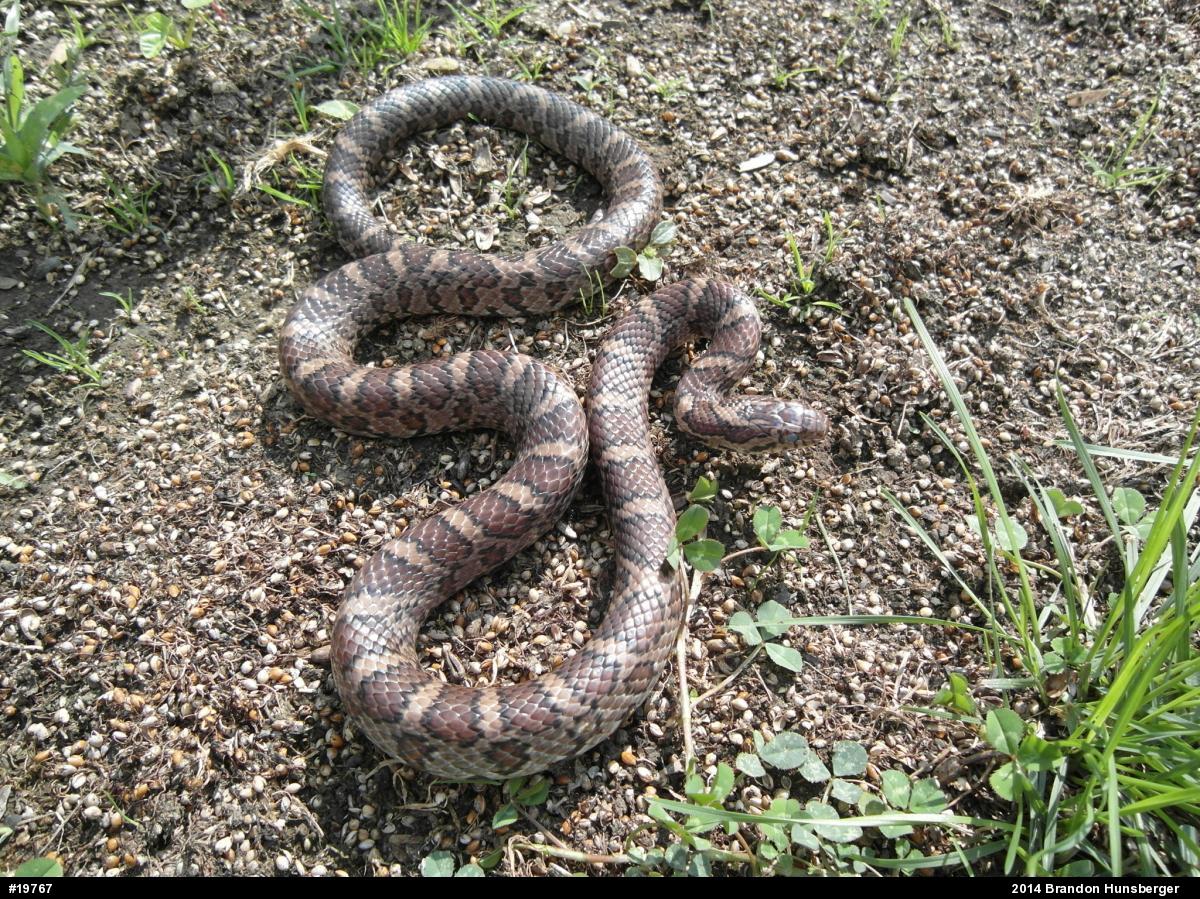 Eastern Milksnake