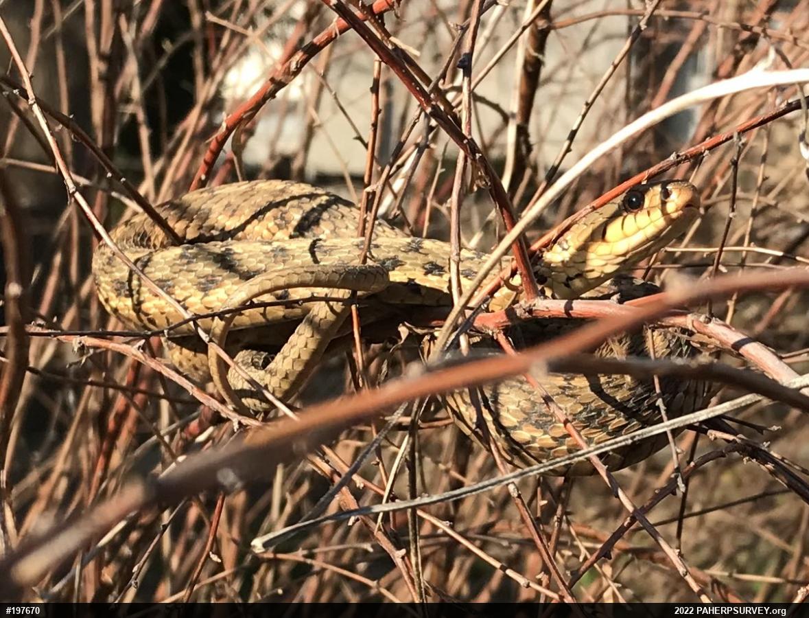 Eastern Gartersnake