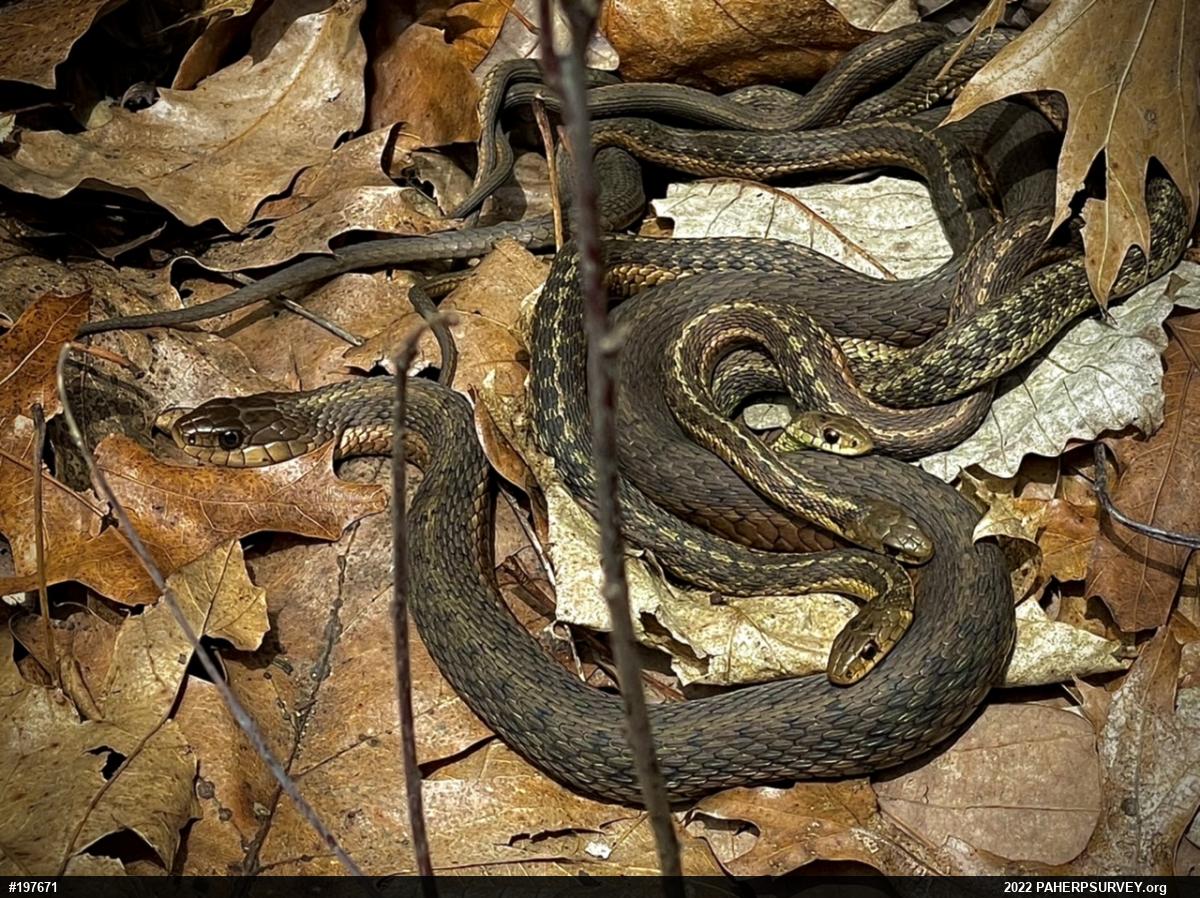 Eastern Gartersnake