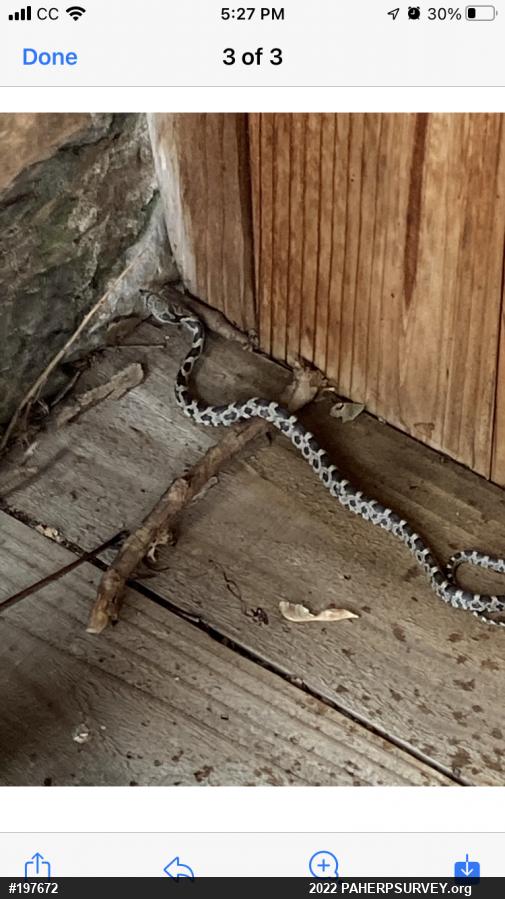 Eastern Ratsnake
