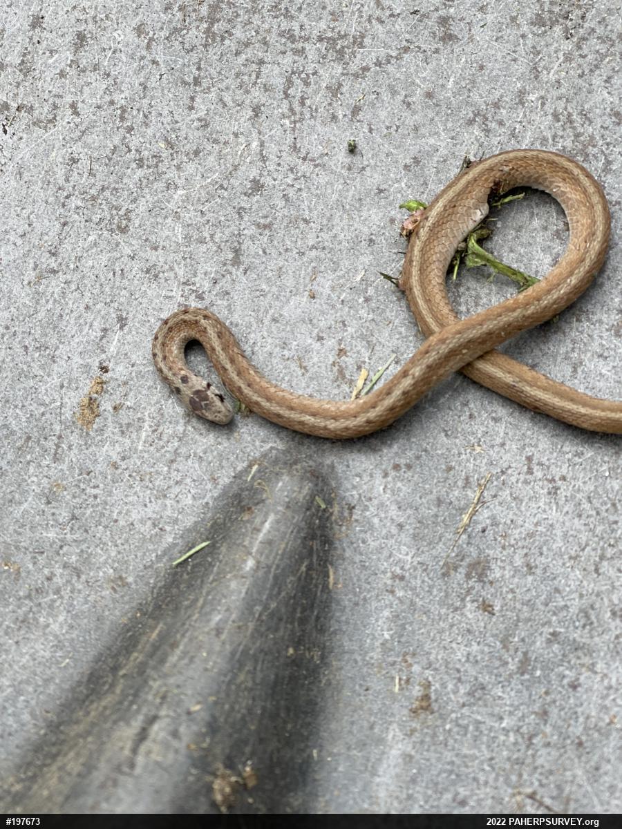 Dekay's Brownsnake