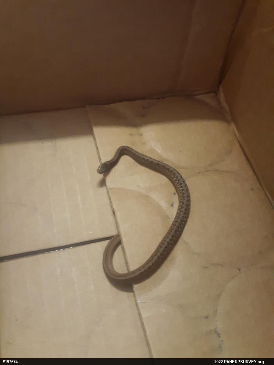 Dekay's Brownsnake