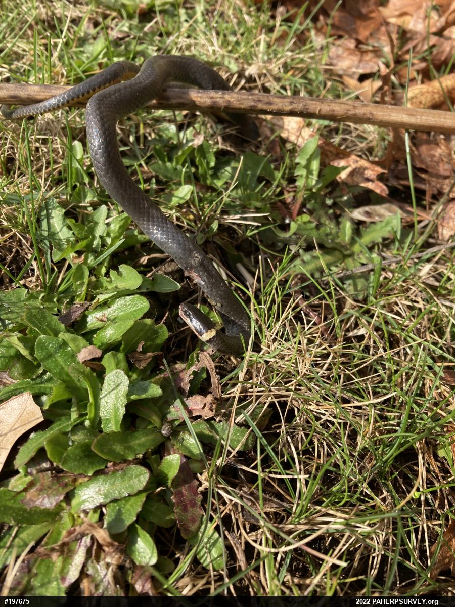 Northern Ring-necked Snake