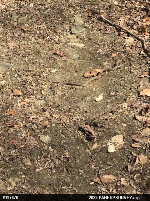Eastern Gartersnake