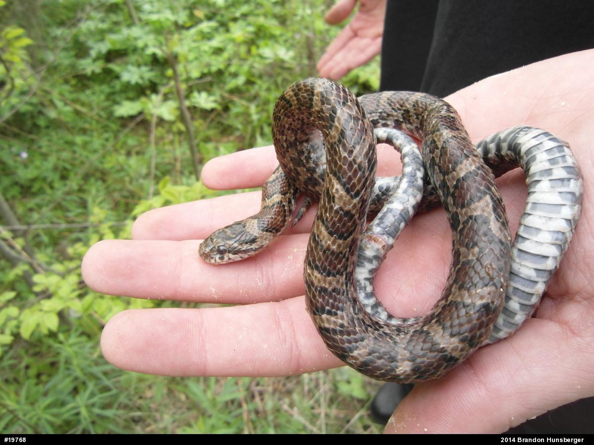 Eastern Milksnake