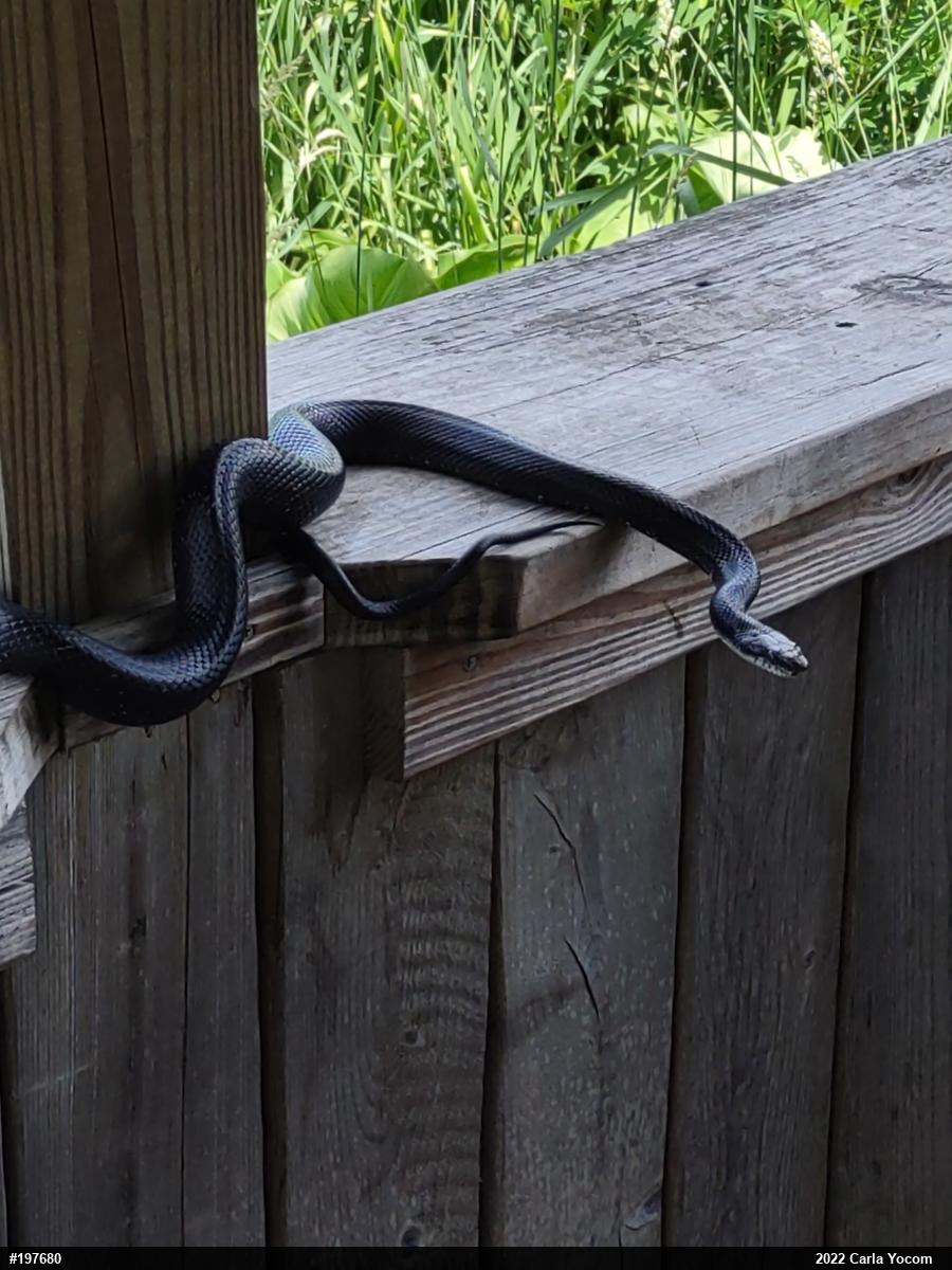 Eastern Ratsnake