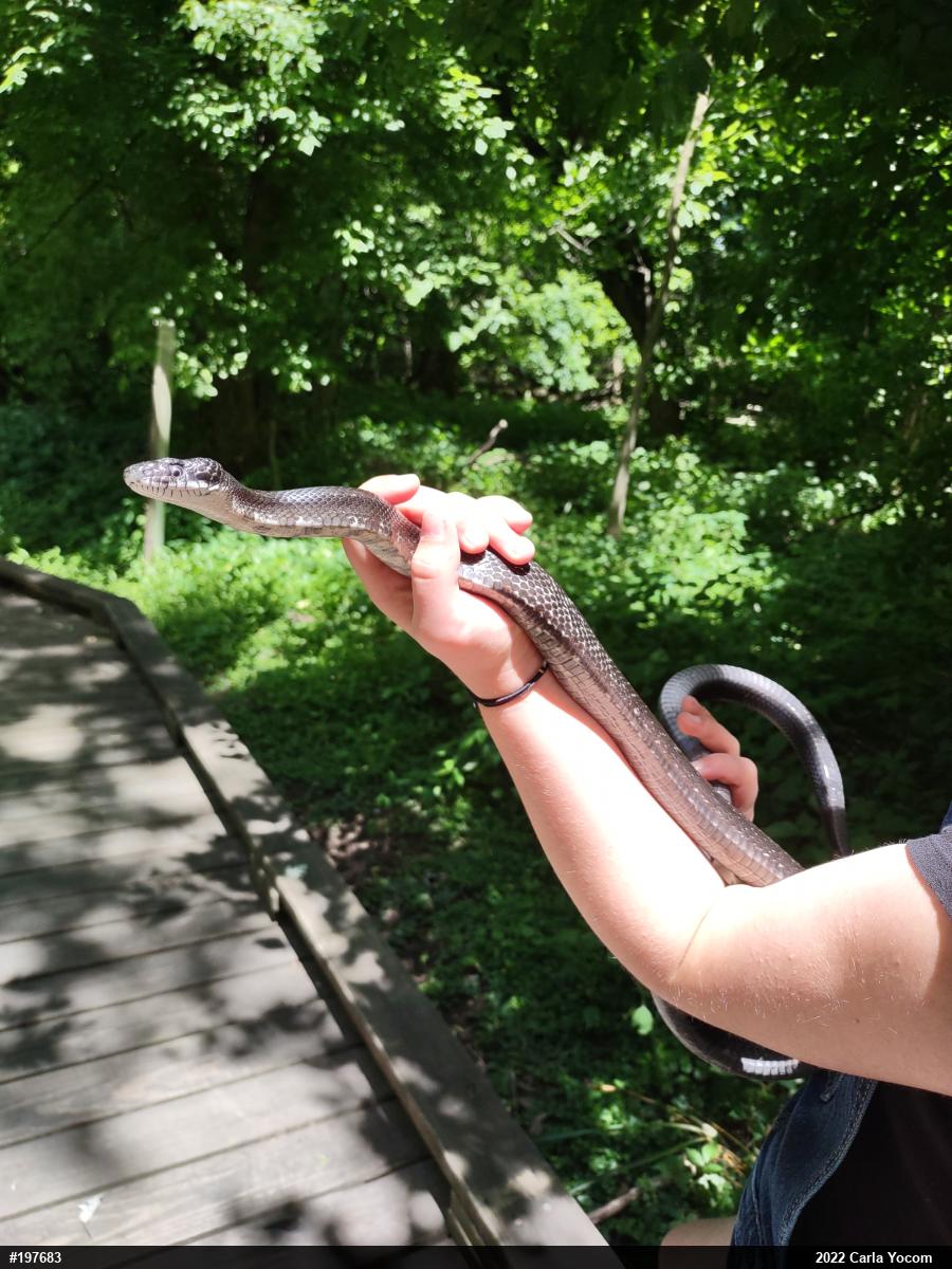 Eastern Ratsnake