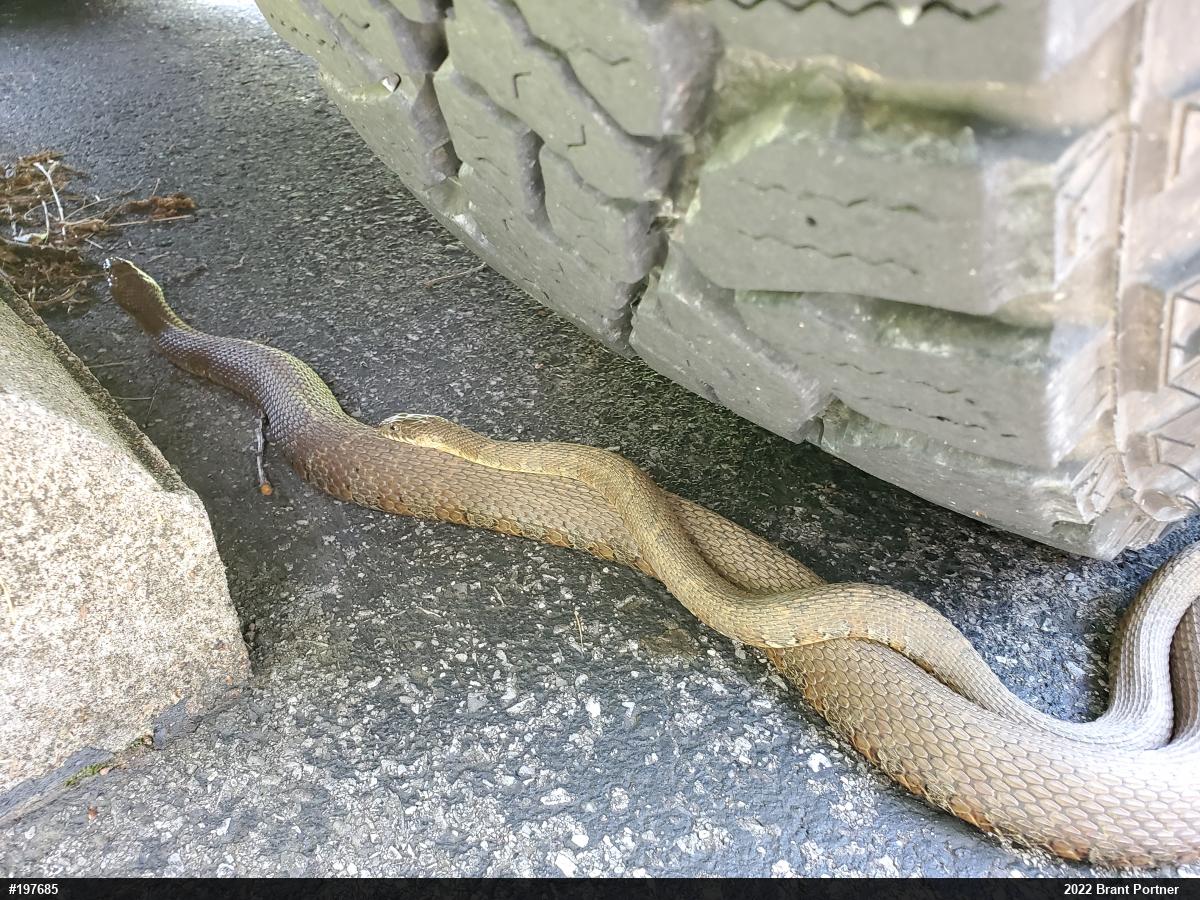 Northern Watersnake