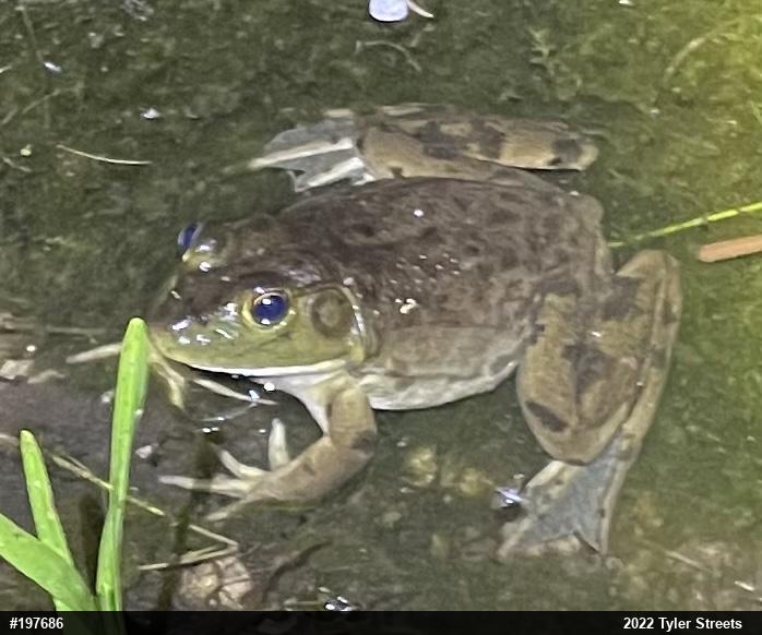 American Bullfrog