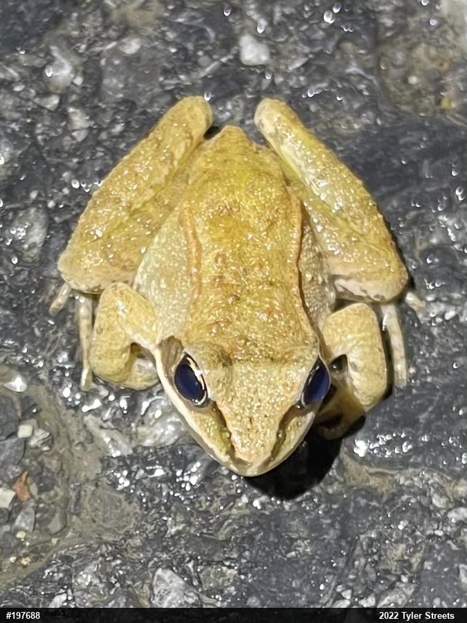 Wood Frog