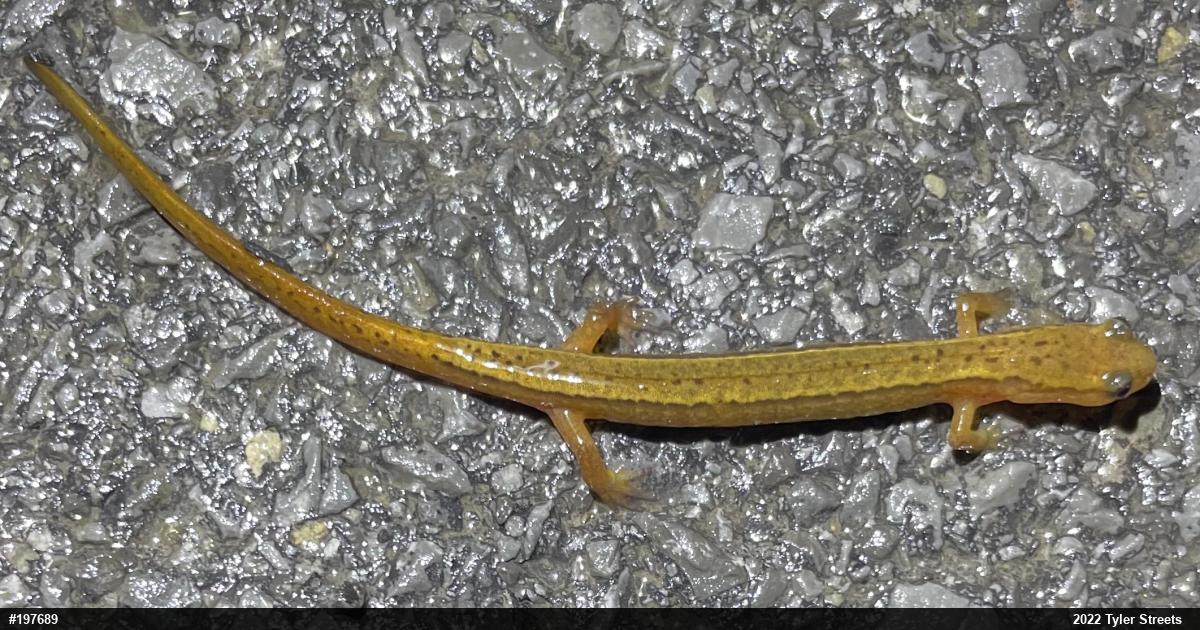 Northern Two-lined Salamander