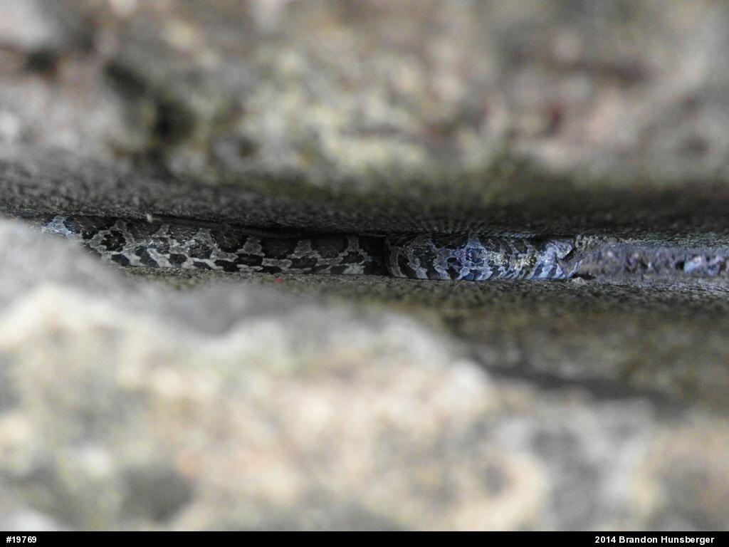 Eastern Milksnake