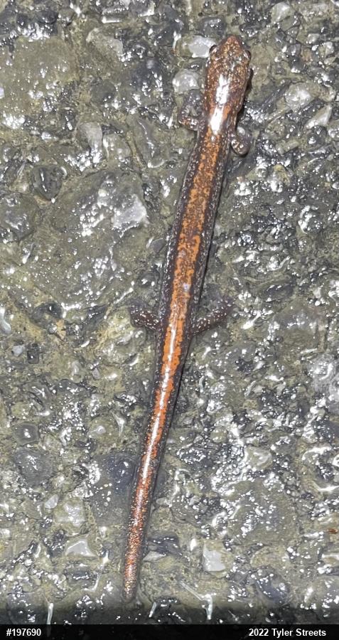 Eastern Red-backed  Salamander