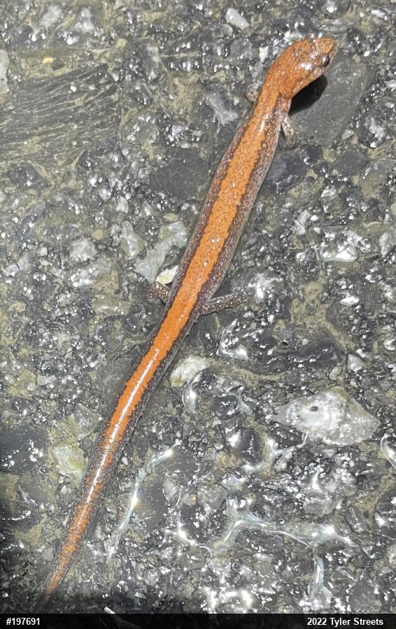 Eastern Red-backed  Salamander