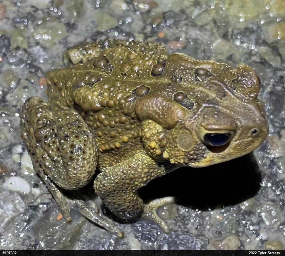 Eastern American Toad