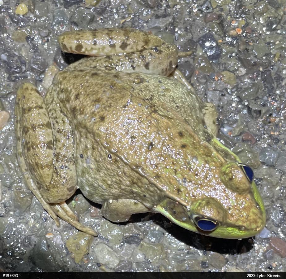 Green Frog