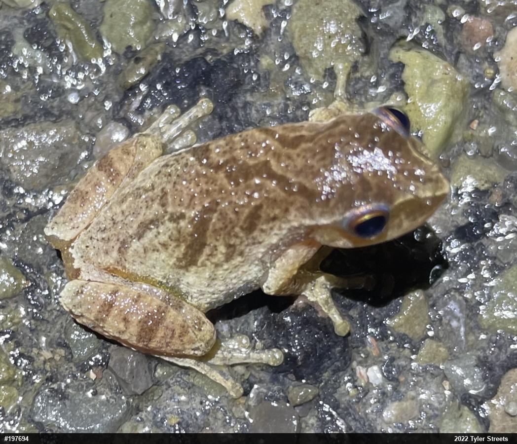 Spring Peeper