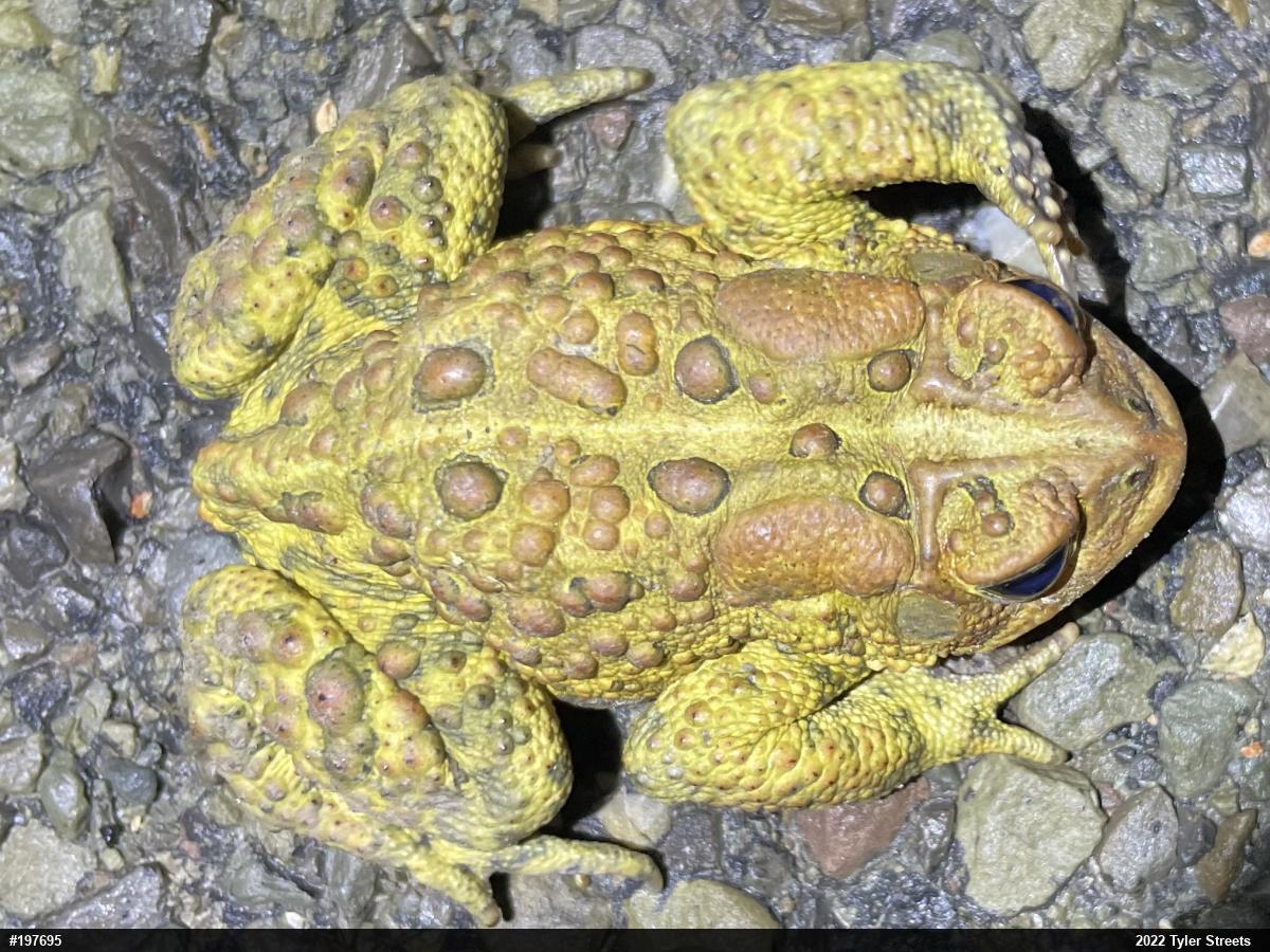 Eastern American Toad