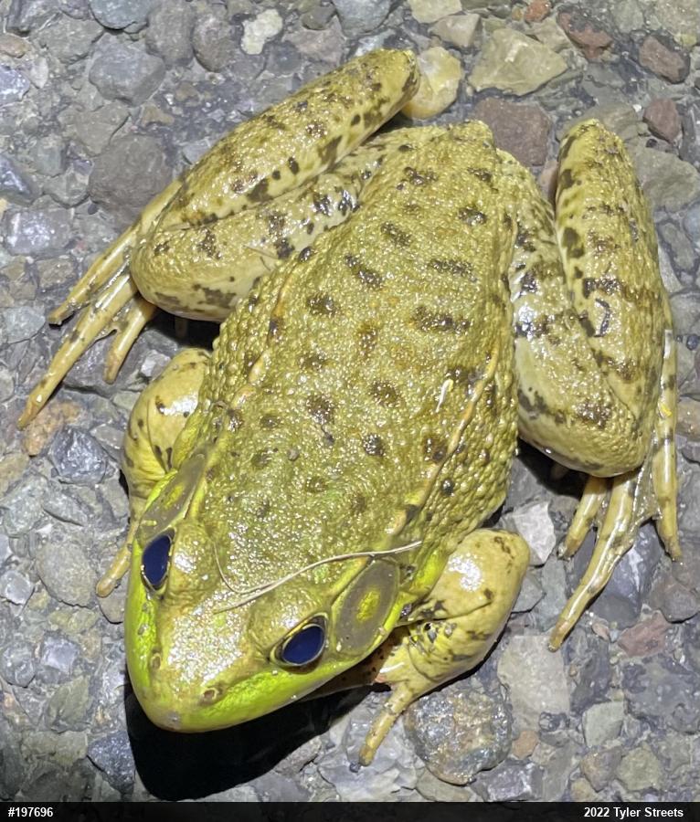 Green Frog