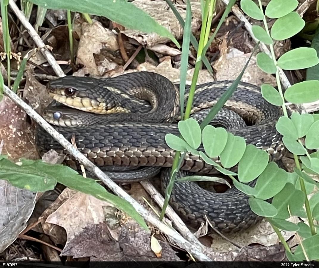 Eastern Gartersnake