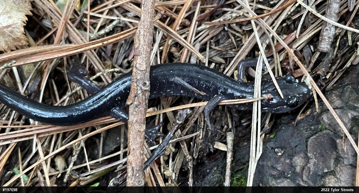 Wehrle's Salamander