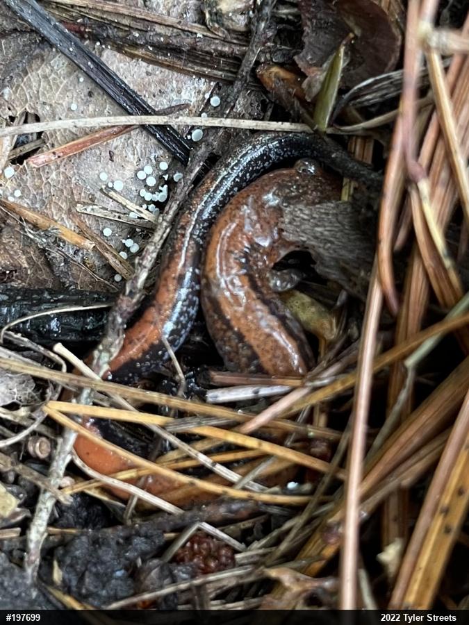 Eastern Red-backed  Salamander