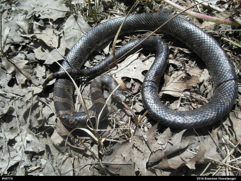 Eastern Milksnake