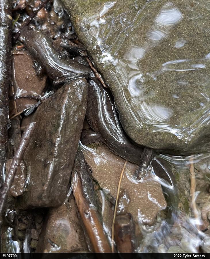 Northern Dusky Salamander