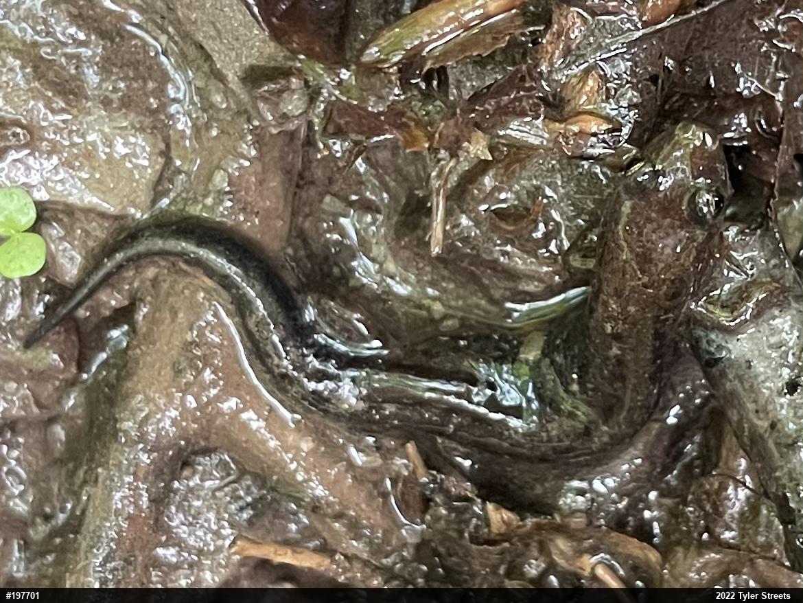 Allegheny Mountain Dusky Salamander